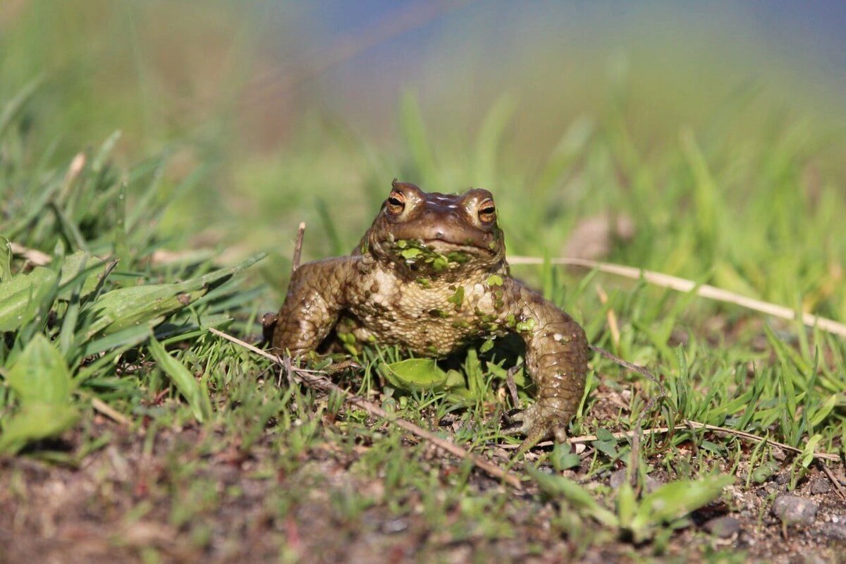     Автор: Александр Соловьев Источник: udm-info.ru