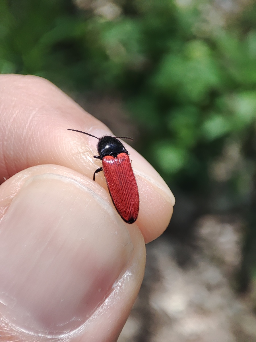 Жук-щелкун Ampedus