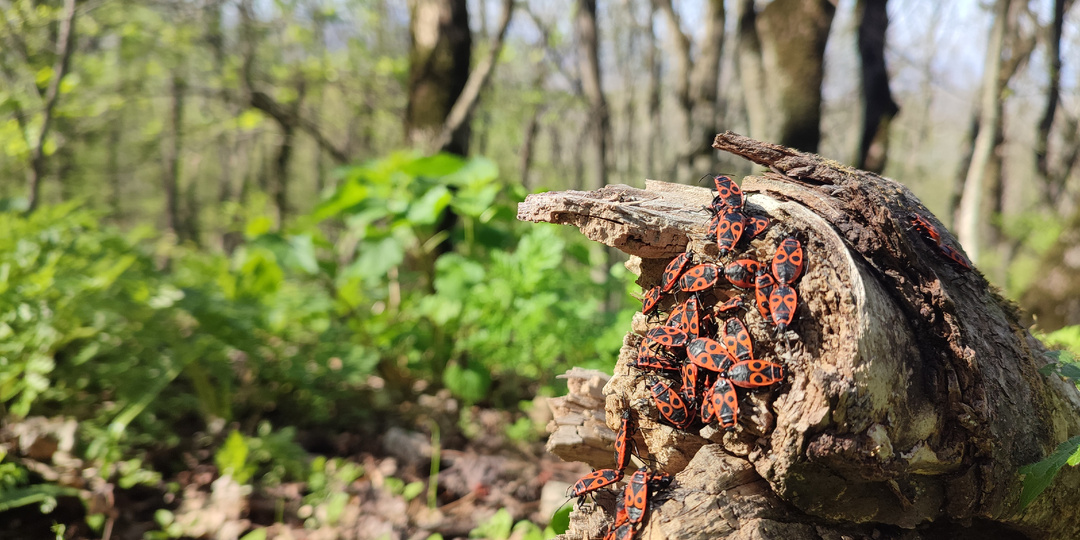Продолжаем летописи весны