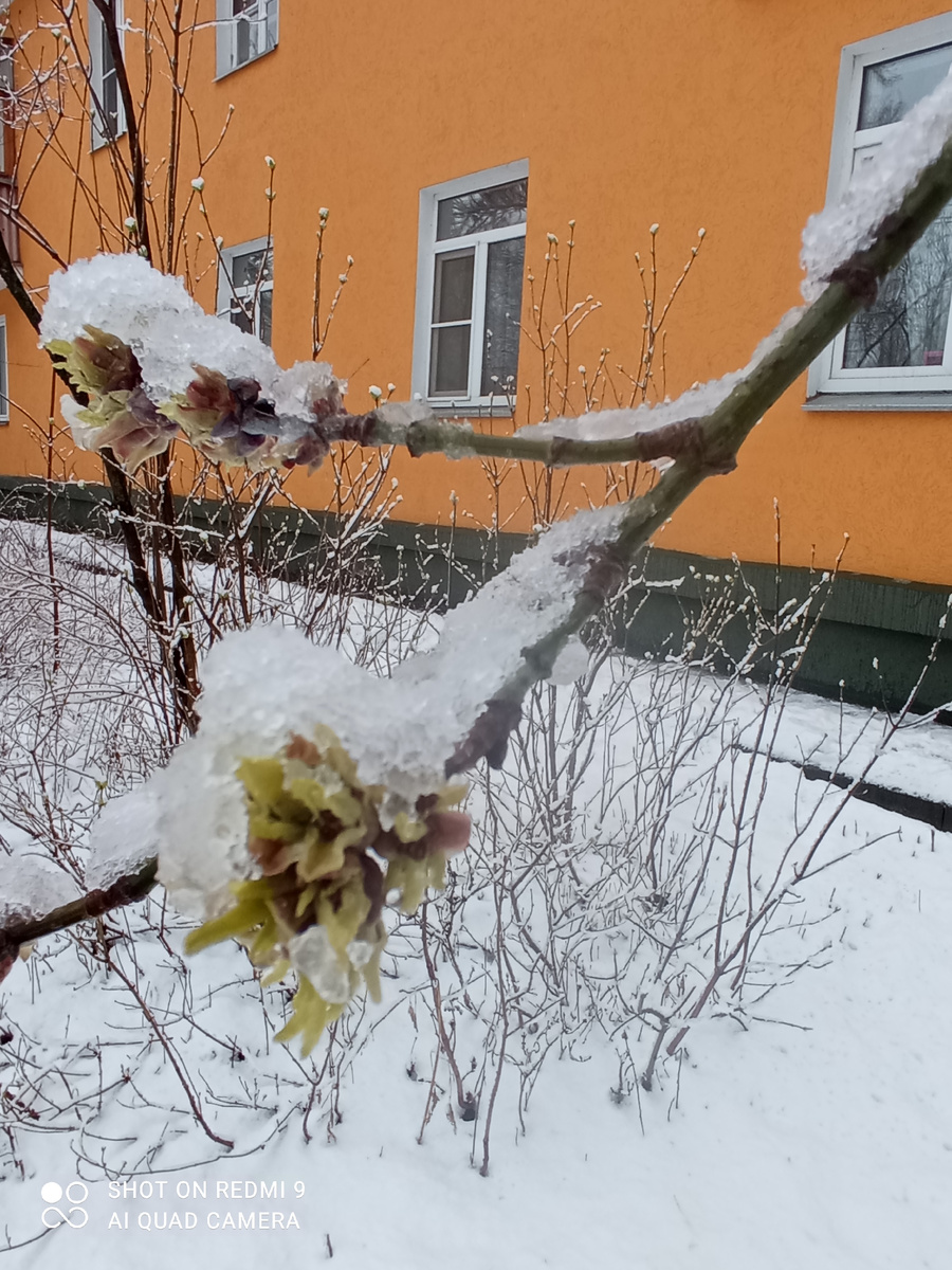 Зима в апреле! Фото автора. 