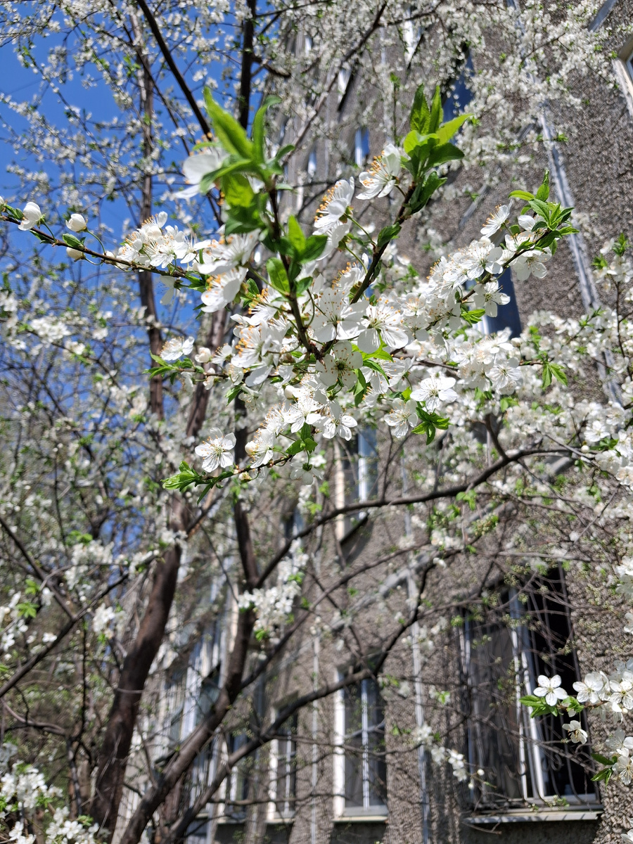 Уже вишня цветет. Фото автора.