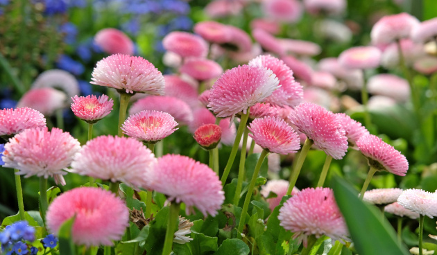    Маргаритка Строберри энд Крим. Фото: shutterstock.com