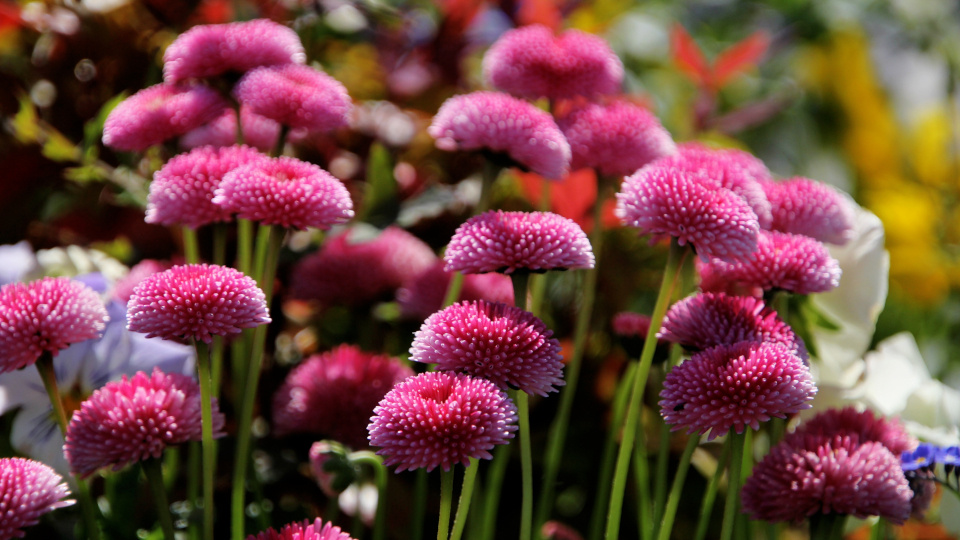 Маргаритки. Фото: shutterstock.com