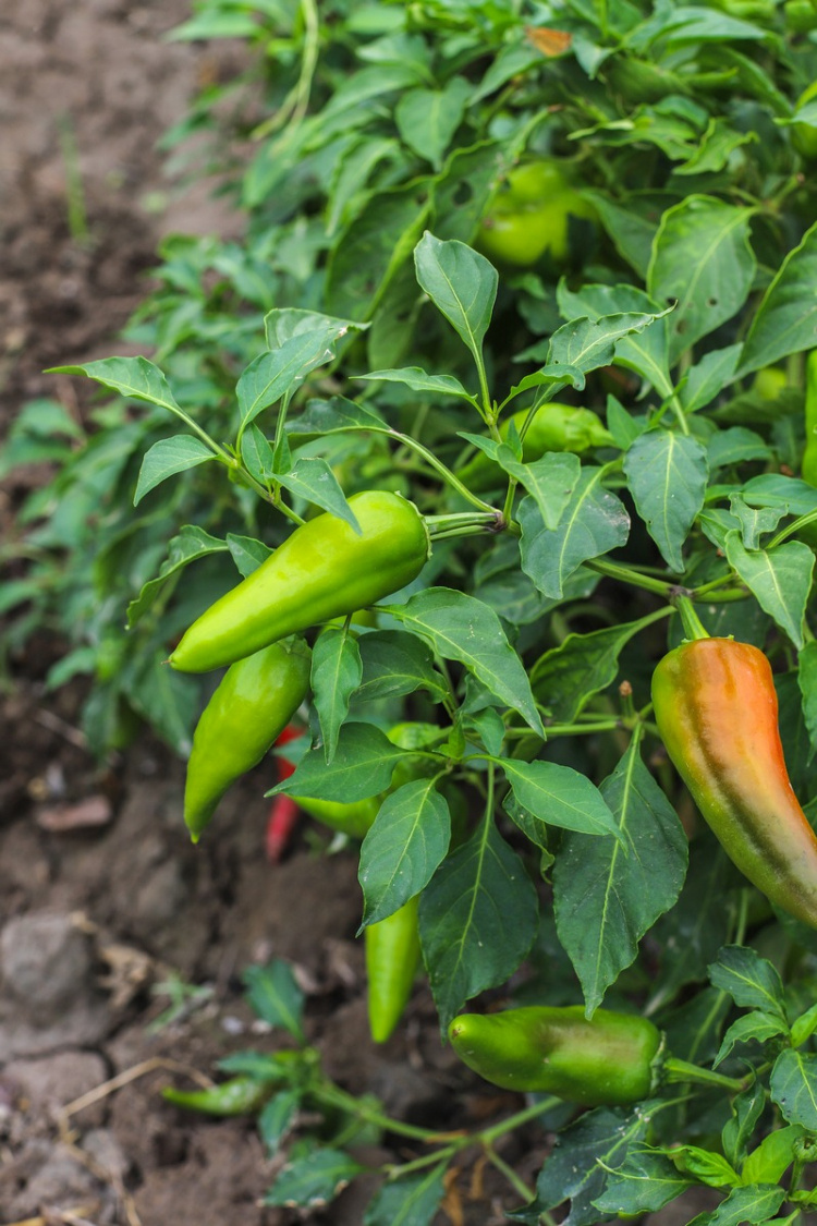    Фото:freepik.com