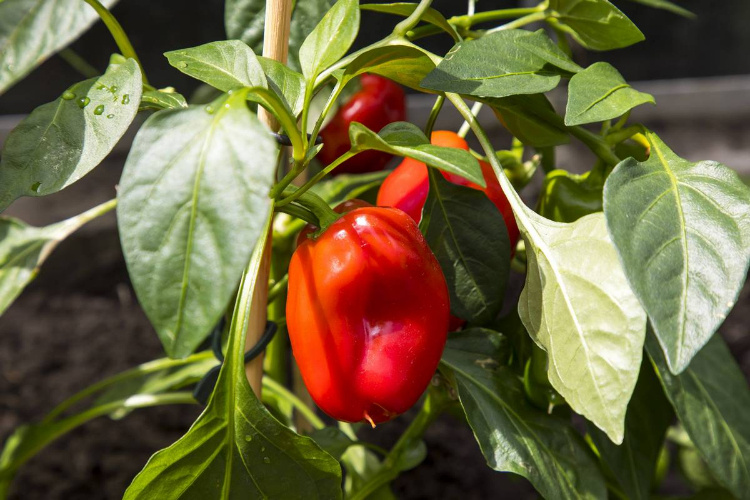    Фото: GlobalLookPress