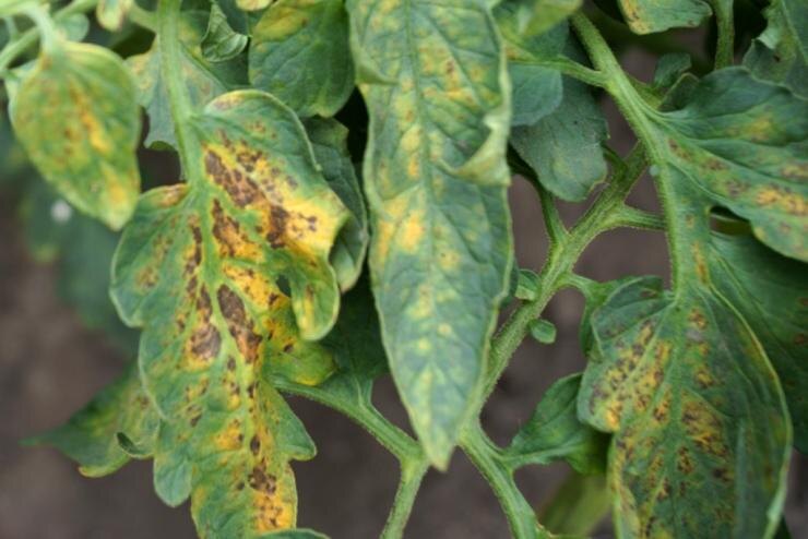 Phytophthora infestans, вредоносный гриб, живущий в почве