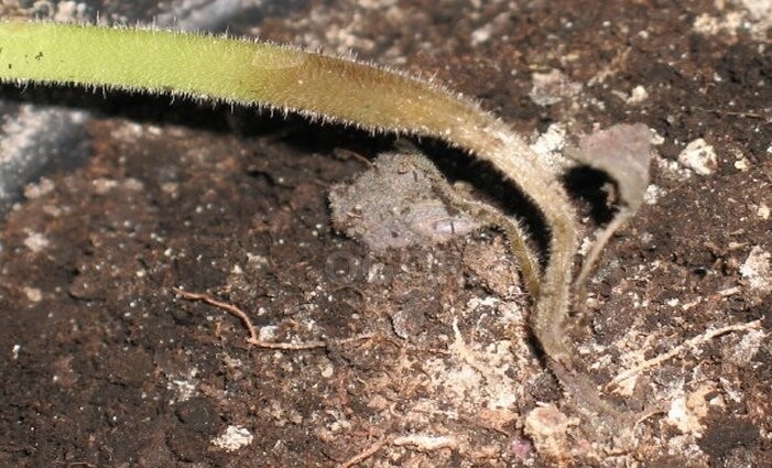 Черная ножка - беда, преследующая рассаду и молодые растения.