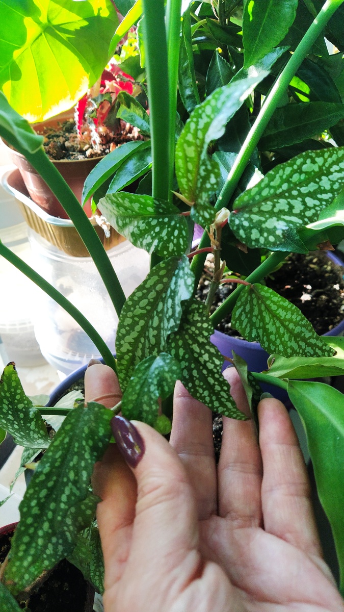 Бегония Медора 