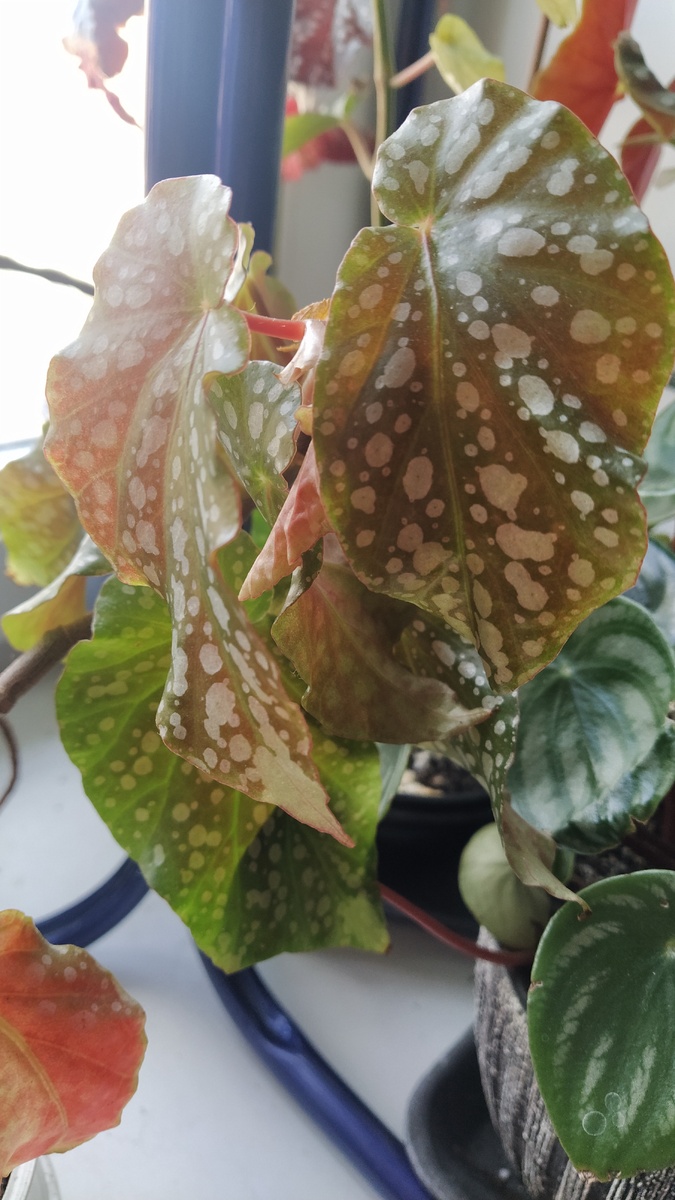 Бегония Том Мент