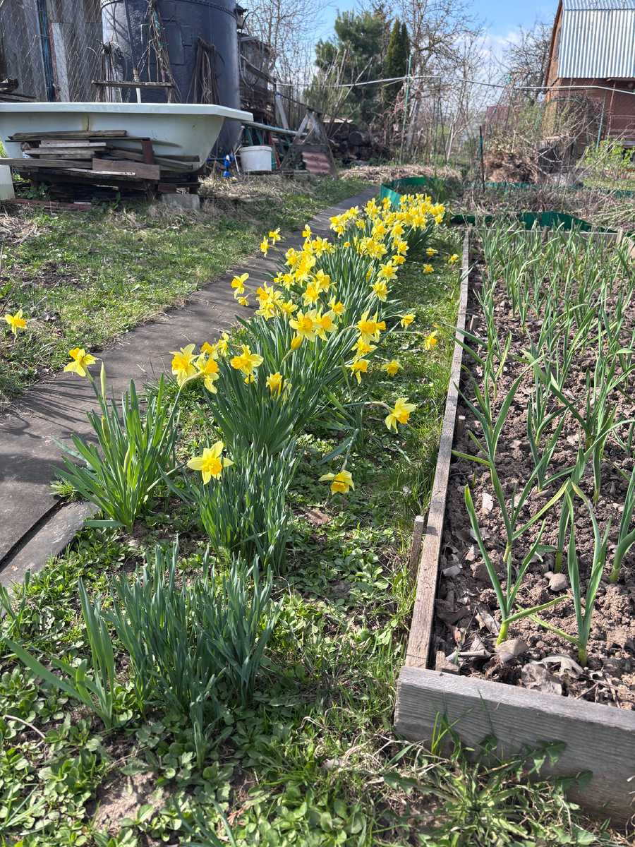 Из нарциссов целая аллея 😍