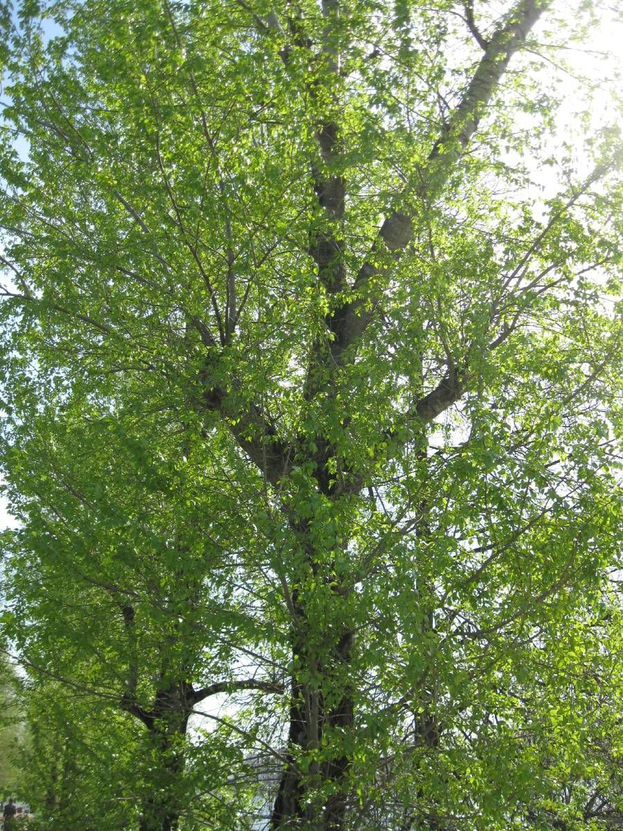 Фото автора. 21 апреля. Тополя.