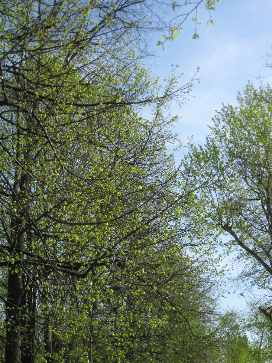 Фото автора. Липы.