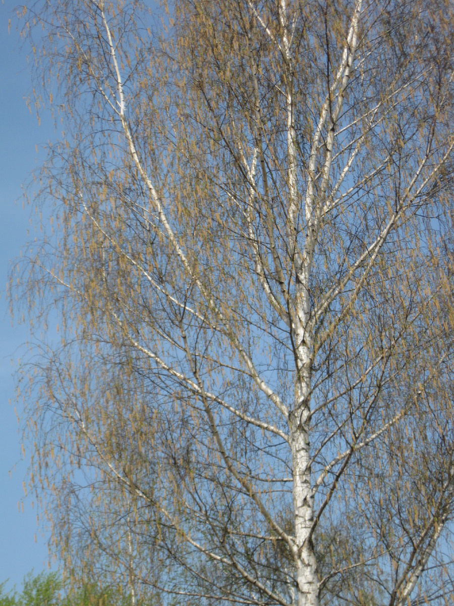 Фото автора. Березовые сережки.