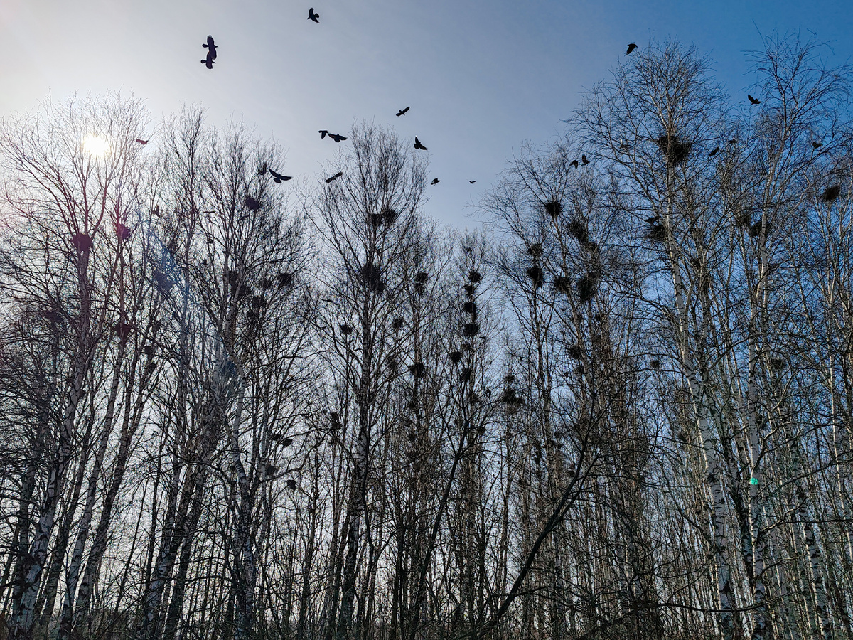 Грачи прилетели.