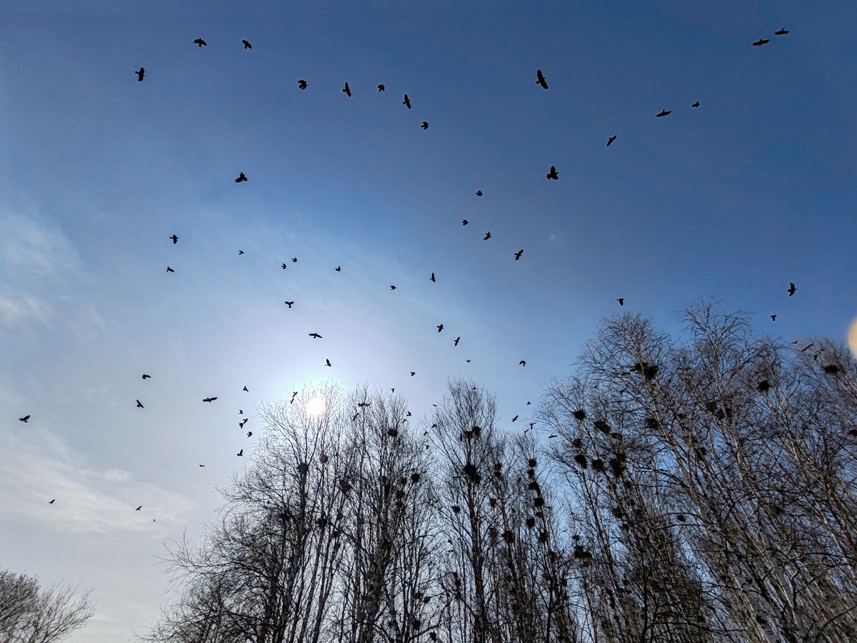 а какой тут гам стоял! Я сначала не поняла, а потом как поняла...
