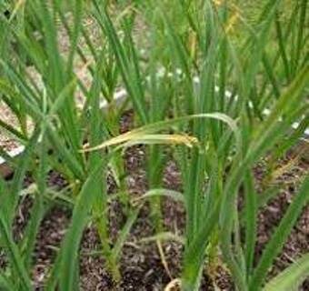 Фото из сети