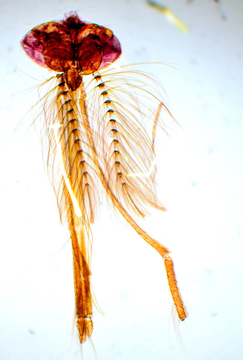 Голова комара