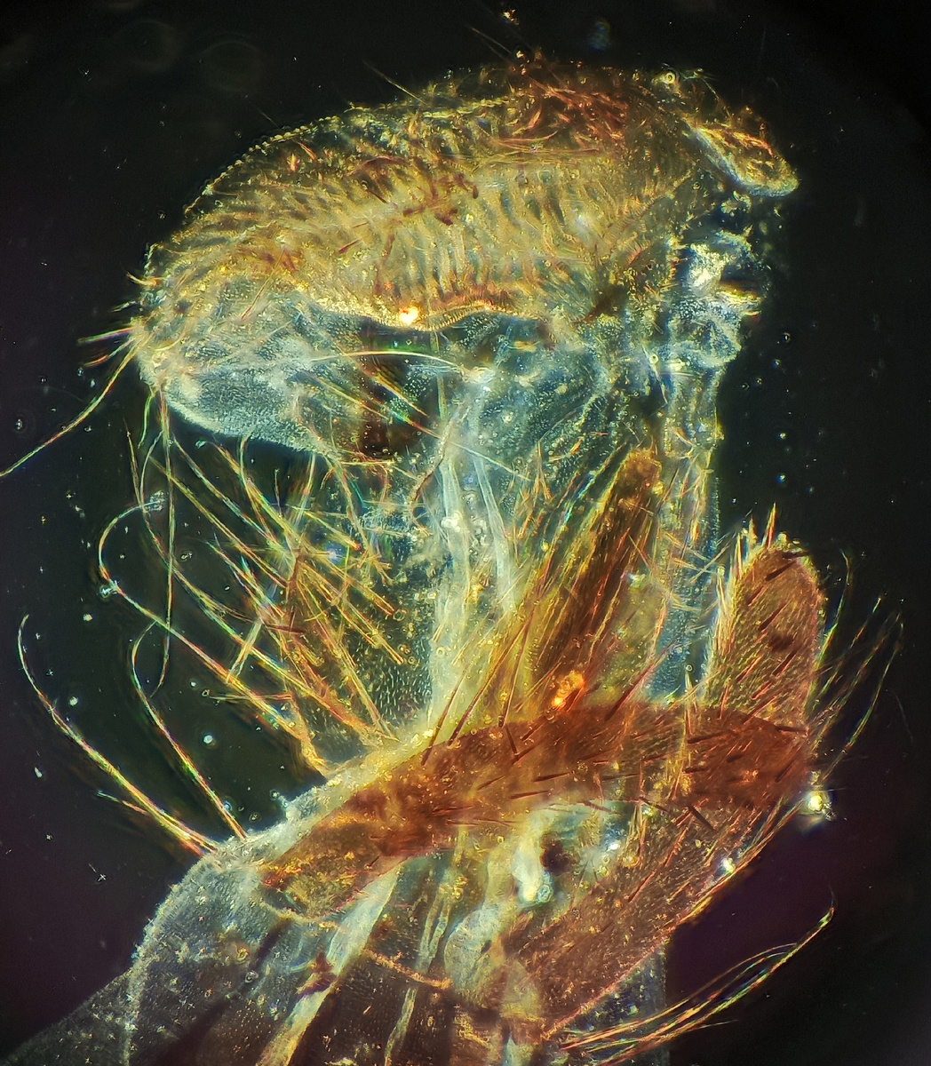 Фото автора. Галерея вправо. Рот мухи. 