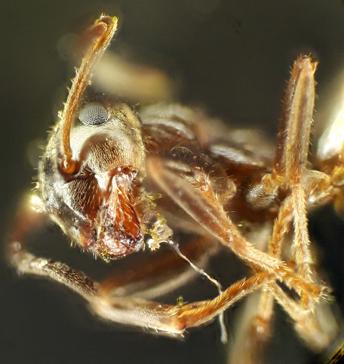 Голова муравья