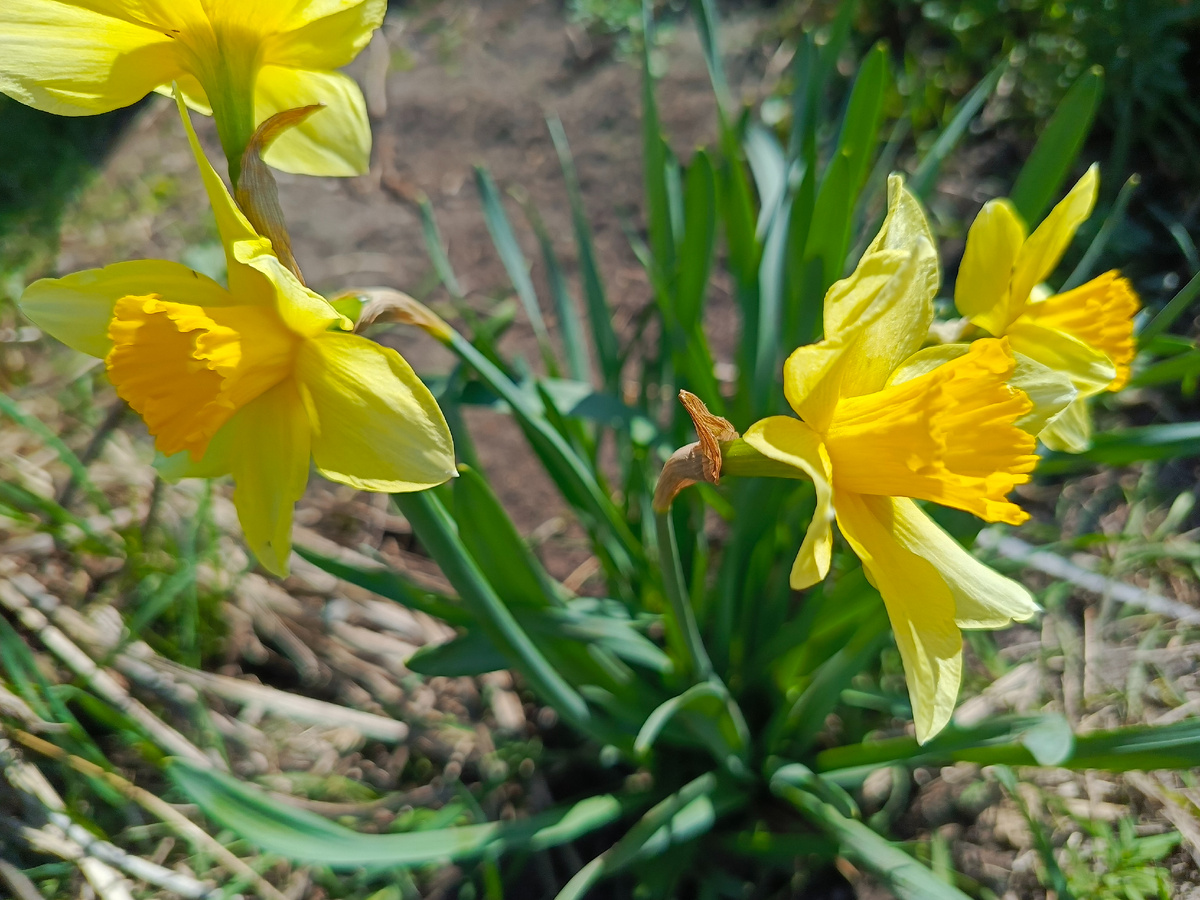Доцветают ранние нарциссы.
