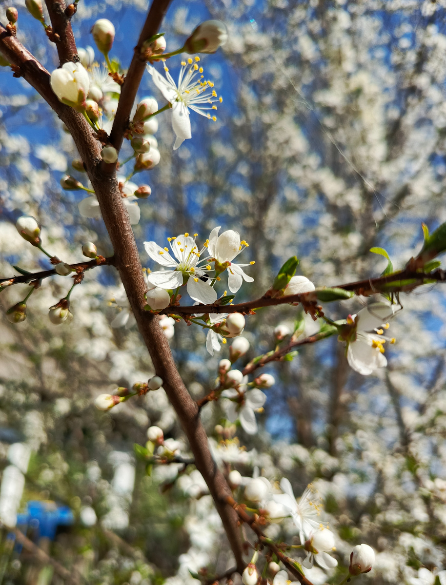 Это абрикос на фоне голубого безоблачного неба