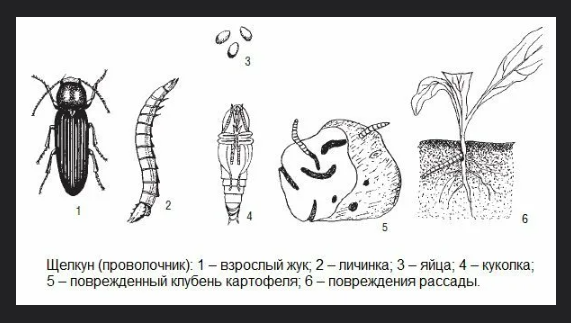 Проволочние атакует рассаду