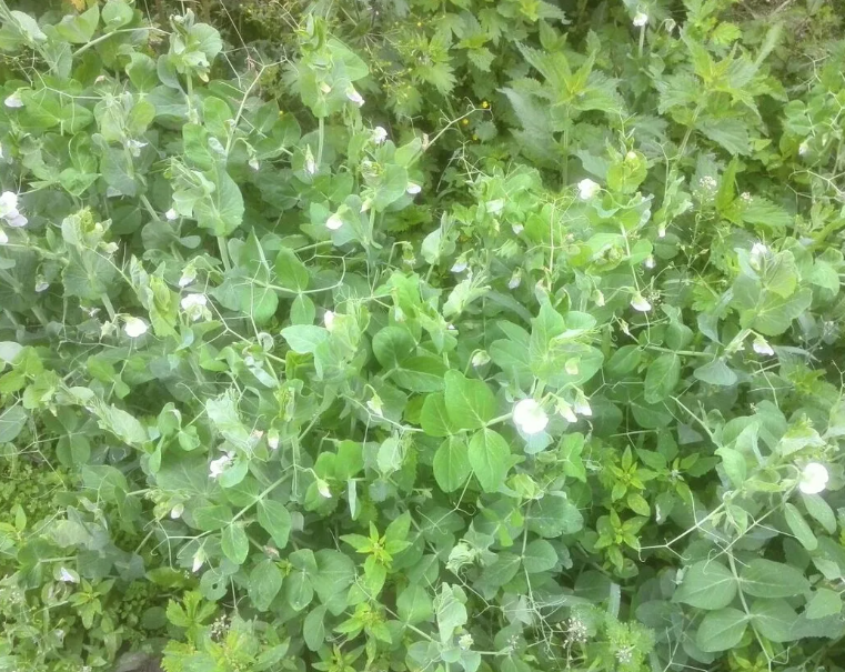 ПЕЛЮШКА - отличный сидерат из бобовых, это полевой горох