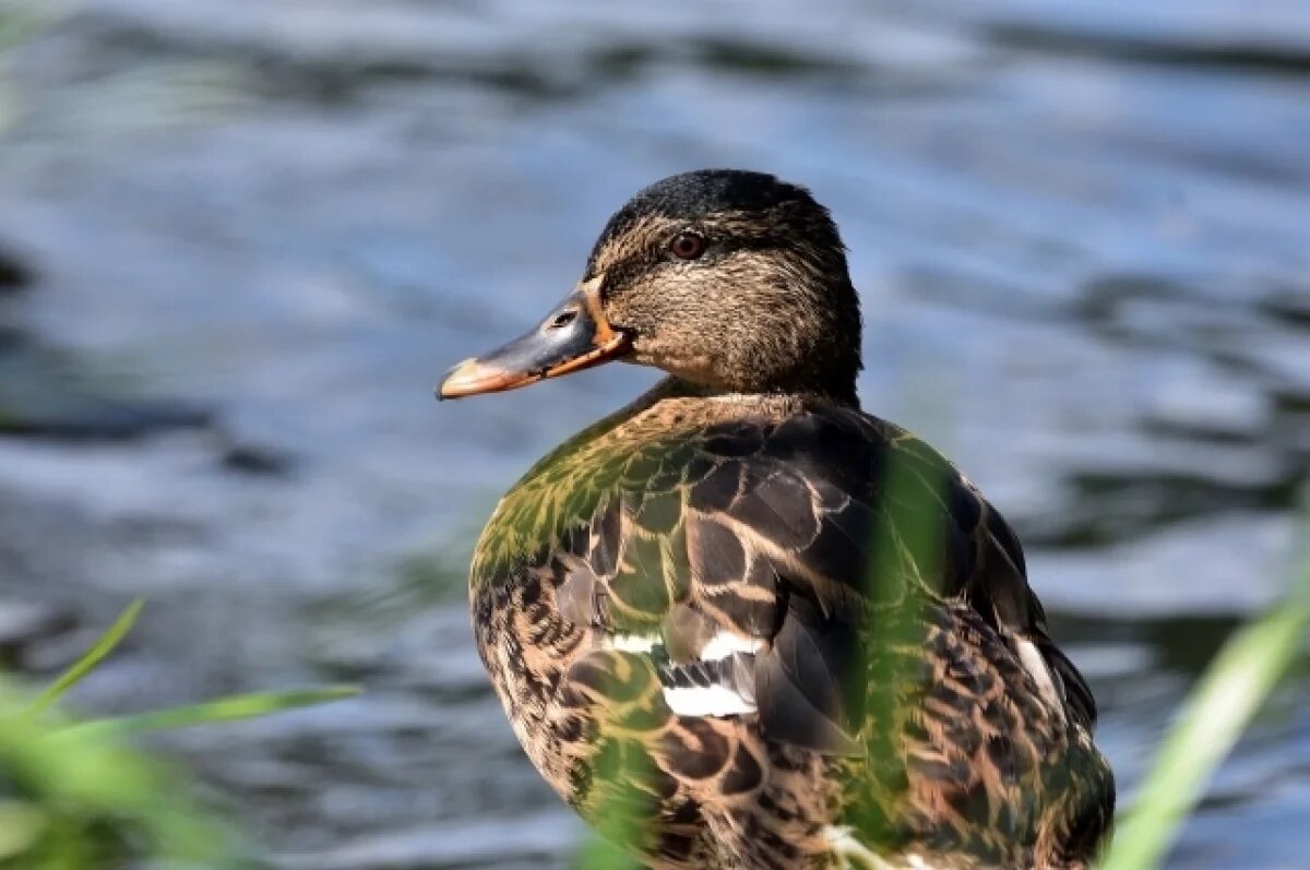    В Саратовской области завершился весенний сезон охоты