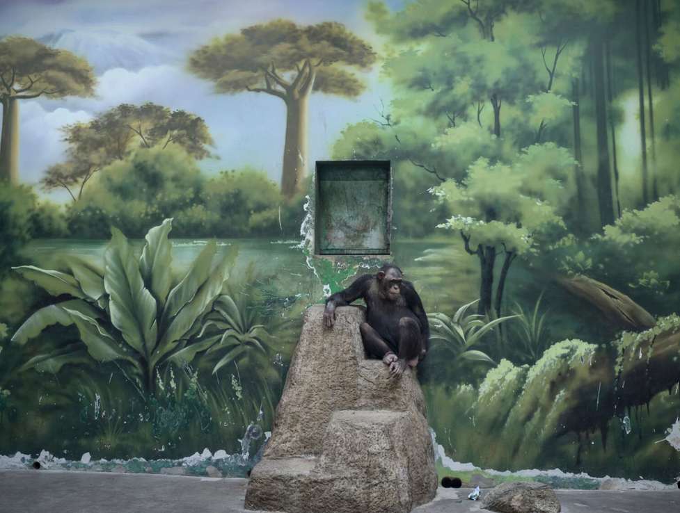    Zed Nelson, worldphoto.org