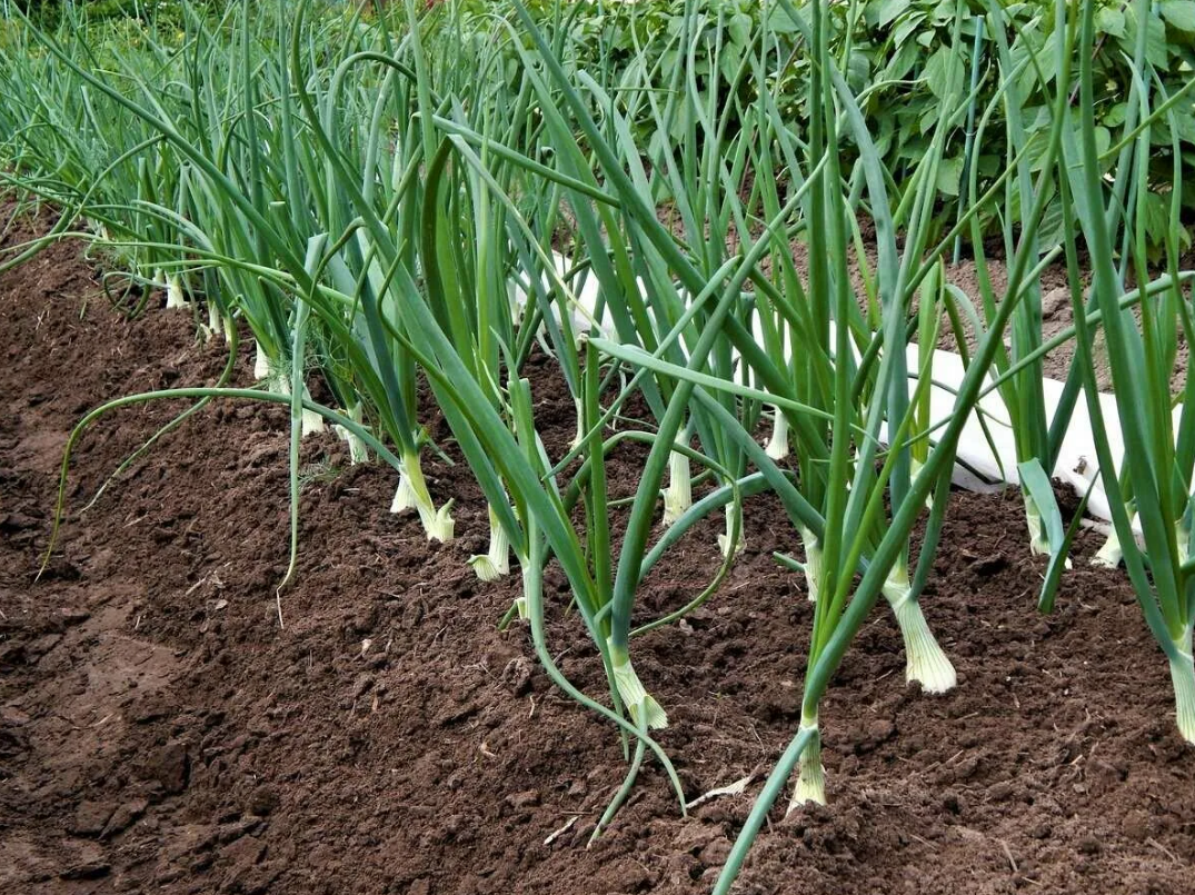 правильная посадка овощей, расстояние между растениями, загущение рассады