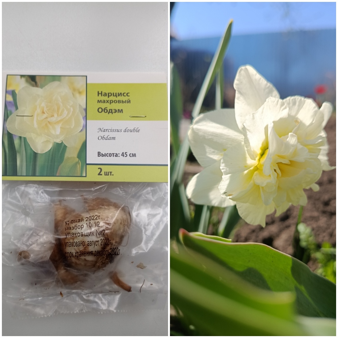 Коллаж автора