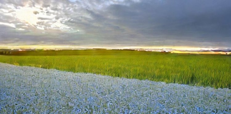    Кировская область сохранила селекцию и переработку льна долгунца