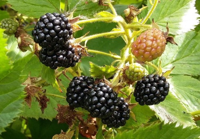 Свежая ежевика!