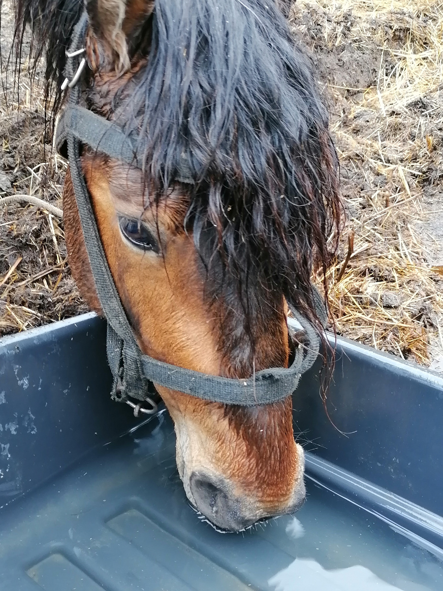 Из серии "Напою коня".
