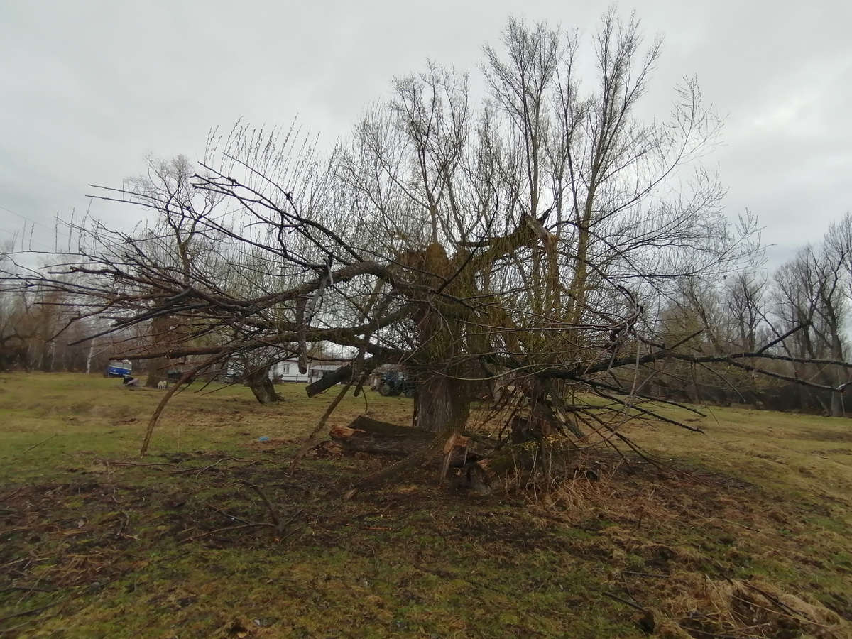 Старая-старая ива тоже оживает.