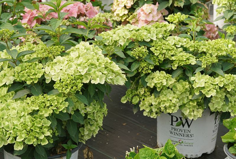 Гортензия - новинка 2025 "Сказочный поезд"