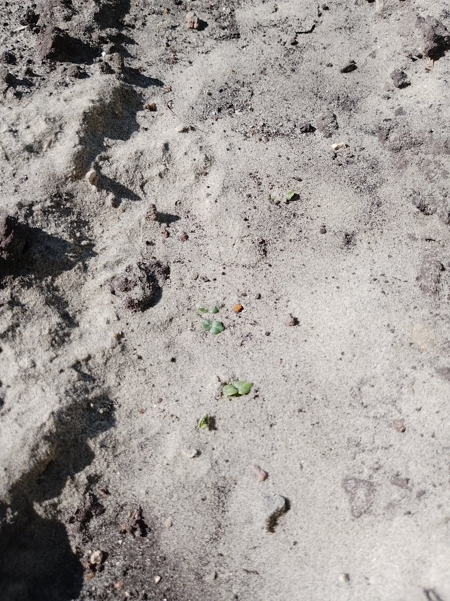 Всходы мальвы