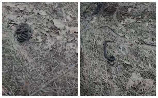 Кадры из видео, гуляющего по каналам и чатикам. Тут, в основном, ужи и парочка обыкновенных гадюк (меланистов). Абсолютно нормальная история весной. Вылезли погреться. И даже непонятно, где именно снимали ролик.