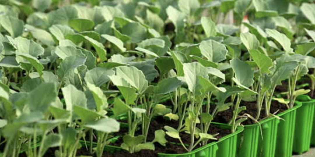 Посев капусты на рассаду, чтобы вырастить крупные и плотные кочаны.