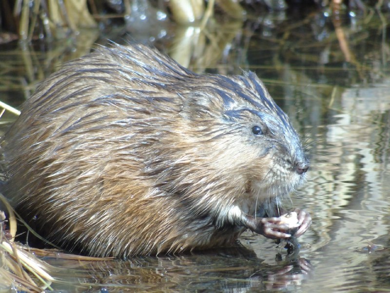    Фото: Лесопожарный центр Красноярского края Kristina