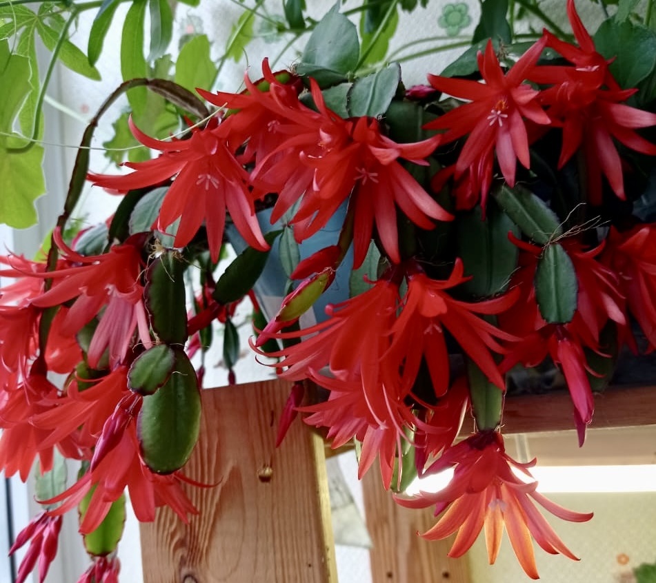 Рипсалидопсис: сорт Gloriana