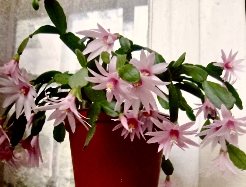 Рипсалидопсис: сорт Capella