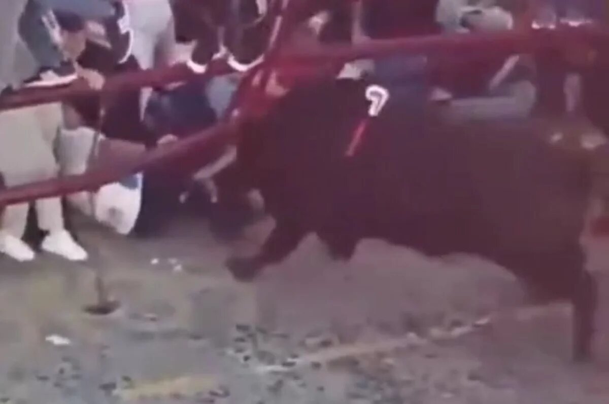    Разъяренный бык проломил ограждение и напал на зрителей в Испании