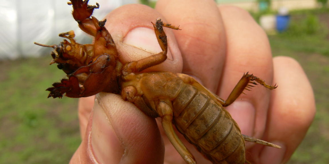Медведка больше не проблема: деревенские хитрости для быстрой победы весной