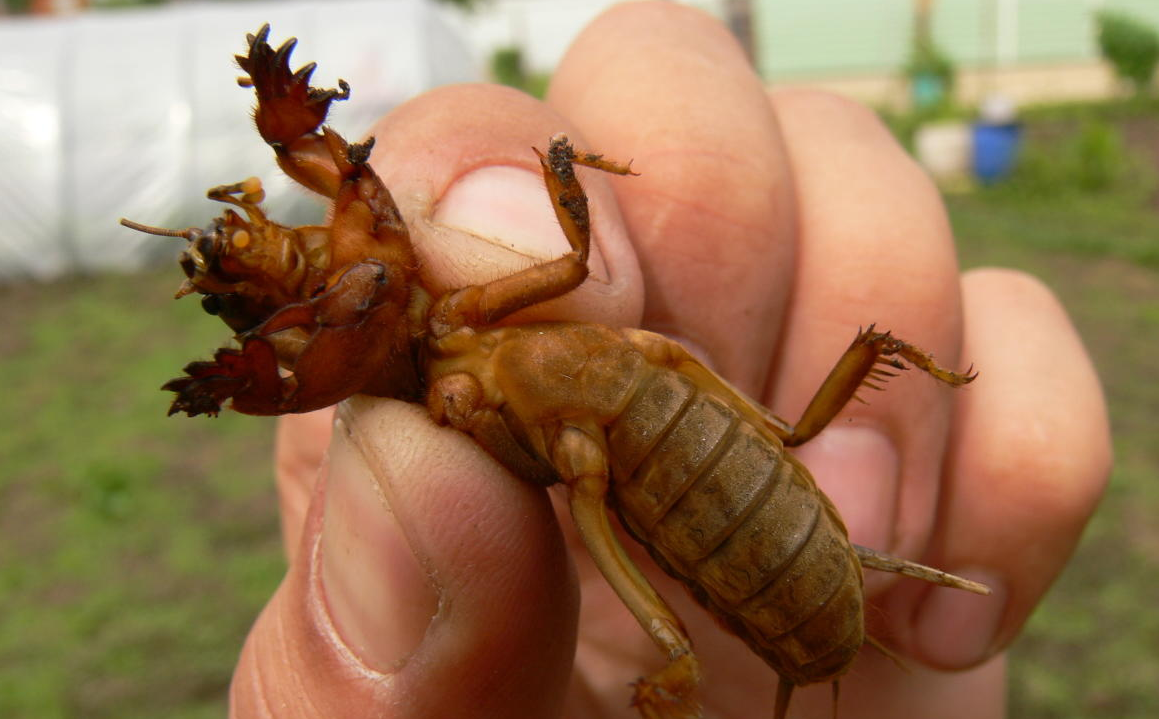 пойманная медведка