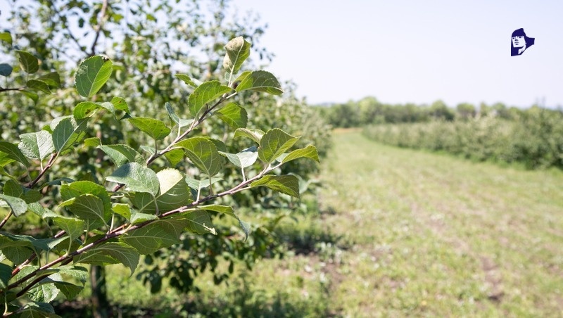    В этом году благодаря «Саду памяти» в Ставропольском крае появится 92 тыс. деревьев Фото: ИА «Победа26»