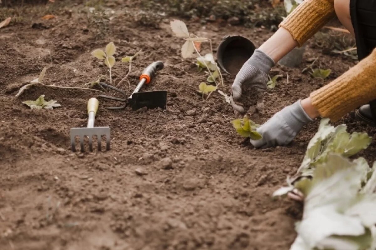    «Садоводы России» предупредили о волне рейдерских захватов дач в стране