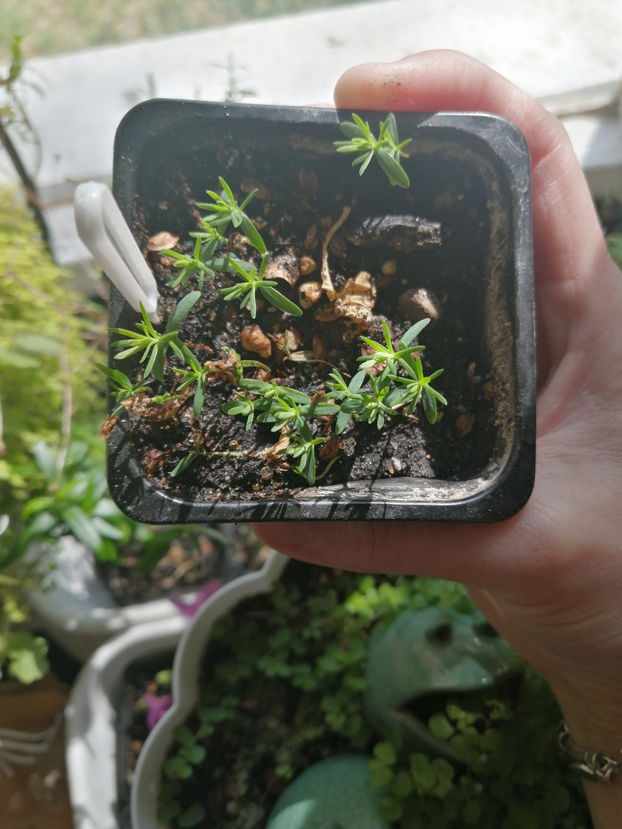 Туя западная. Всходы. Возраст сеянцев примерно 3 месяца