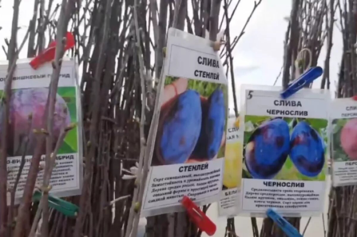    В Тверской области в продаже нашли сомнительные саженцы плодовых деревьев