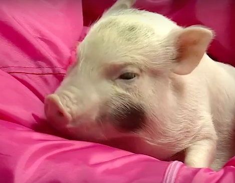     Супруги из Красноярска открыли антикафе с минипигами